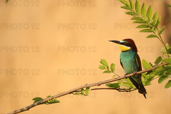 European bee-eater