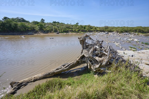 River landscape with uprooted tree