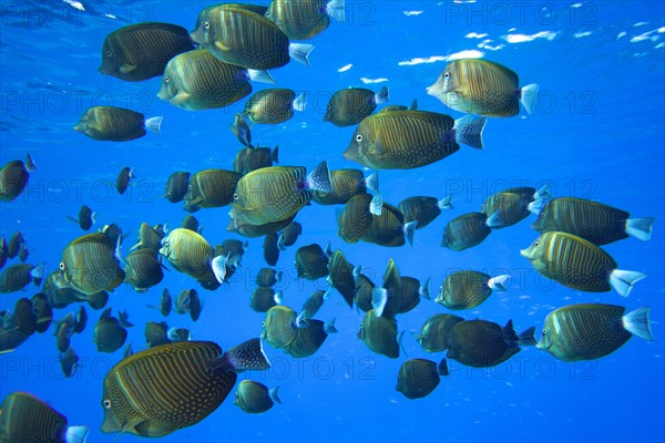 Shoal of Indian desjardin's sailfin tang