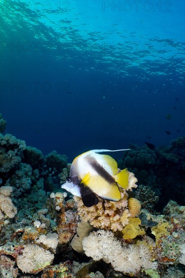 Red sea bannerfish