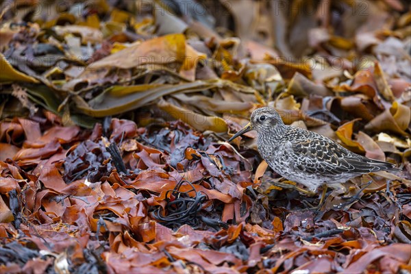 Dunlin