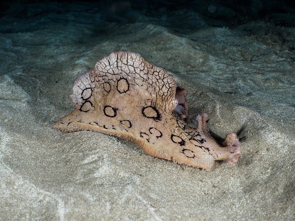 Spotted sea hare