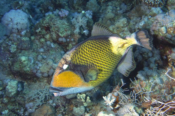 Titan triggerfish