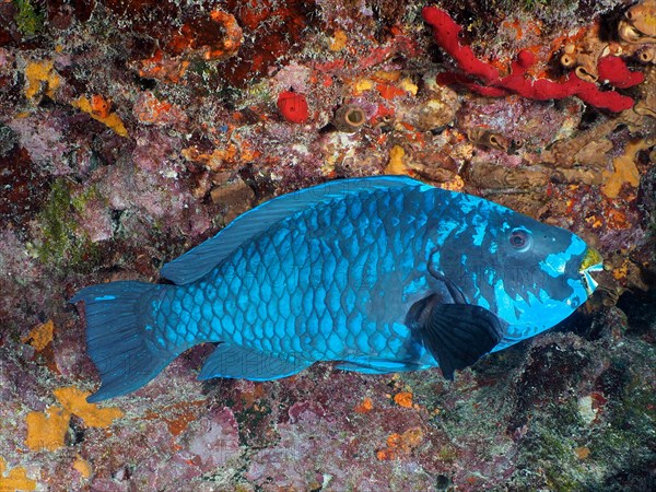 Midnight parrotfish