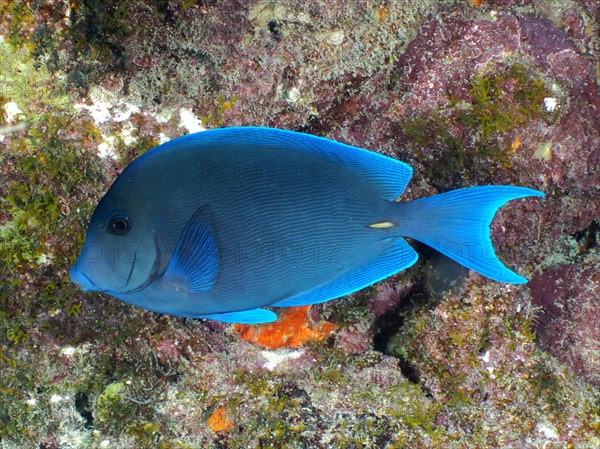 Atlantic blue tang