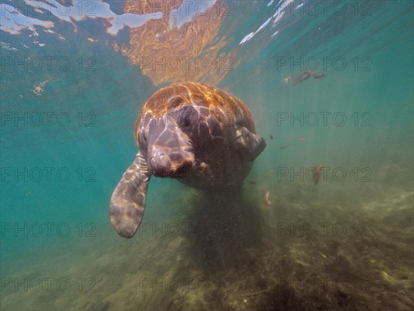 West indian manatee