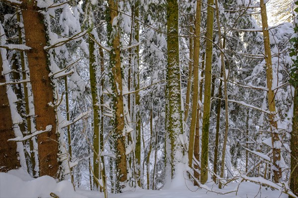 Snow covered forest