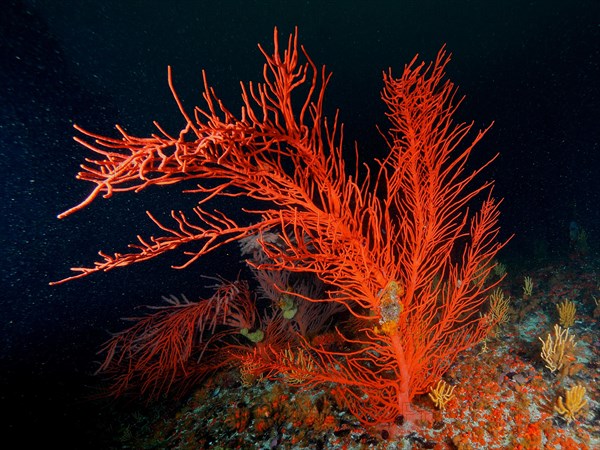 Plamate sea fan