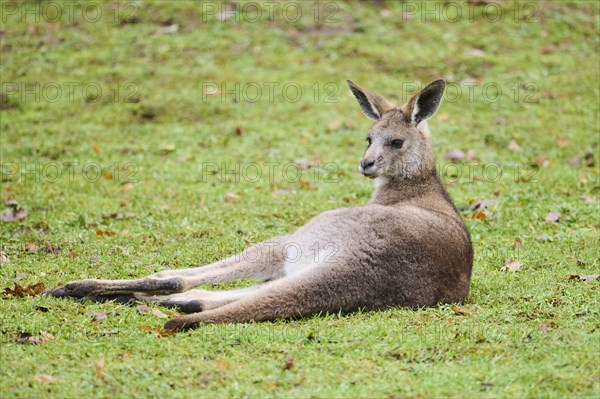 Eastern grey kangaroo