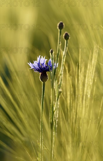 Cornflower