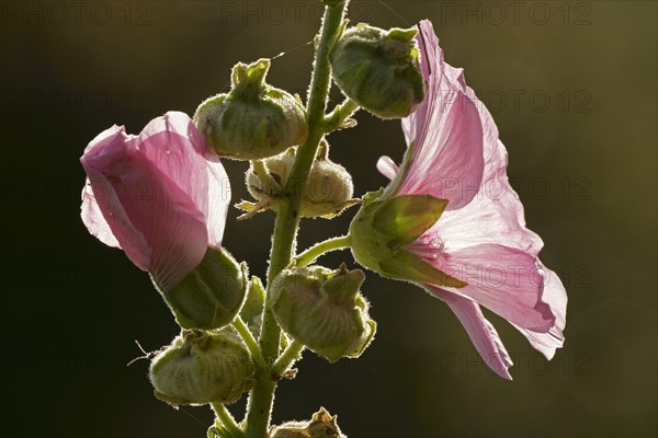 Flowering common hollyhock