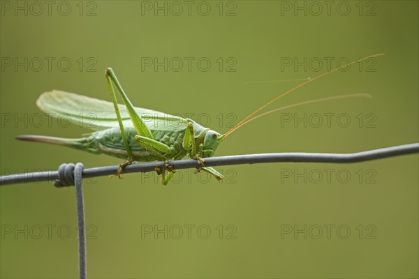 Great green bush cricket