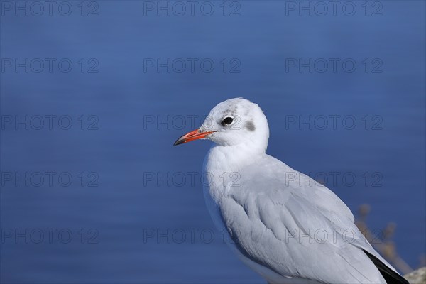 Black-headed gull