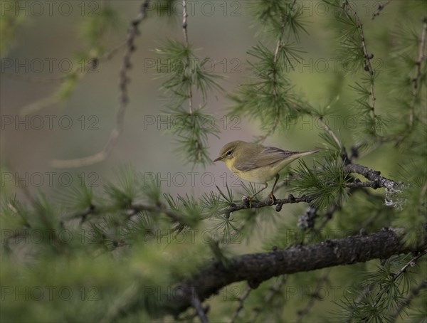 Willow Warbler