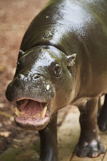 Pygmy hippopotamus