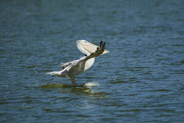 Great white pelican