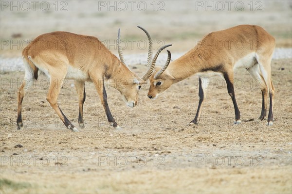 Southern lechwe