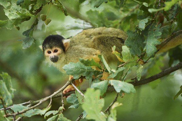 Common squirrel monkey