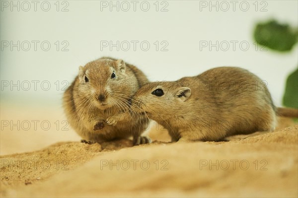 Fat sand rat