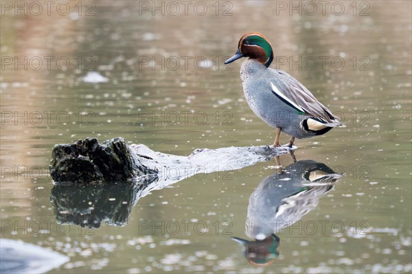 Eurasian teal