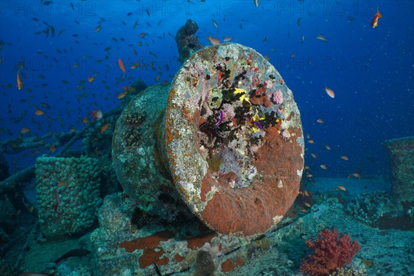 Anchor winch of the Thistlegorm from the Second World War. Dive site Thistlegorm wreck