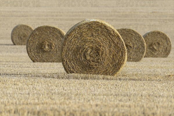 Grain field