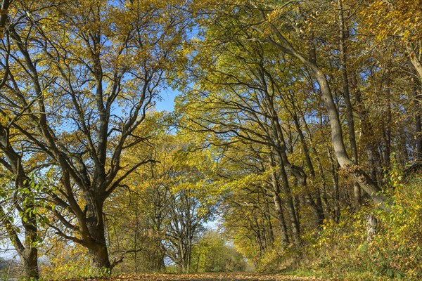 Path in autumn forest