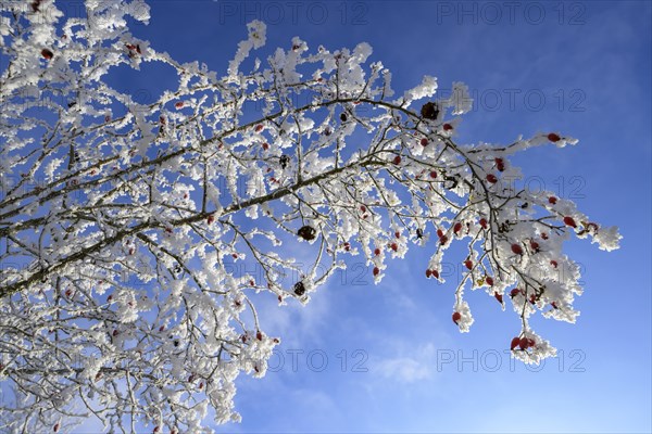 Rosehips