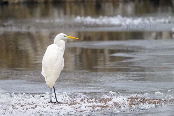 Great egret