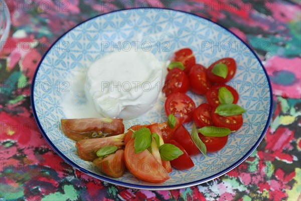 Tomatoes with basil and buffalo mozzarella