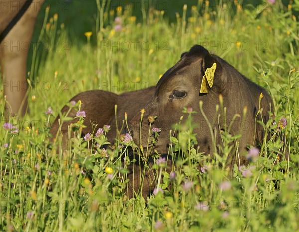 Domestic cattle