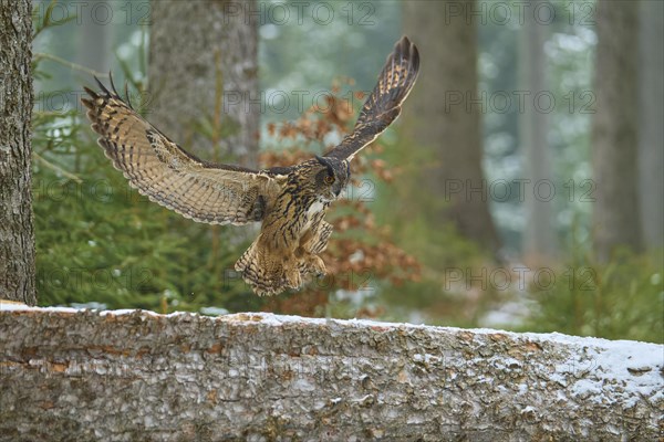 Eurasian eagle-owl