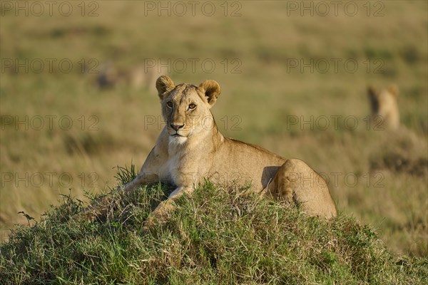 African lion