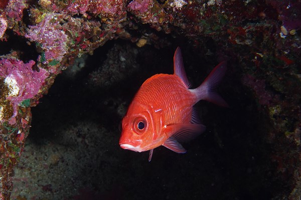 Portrait of silverspot squirrelfish