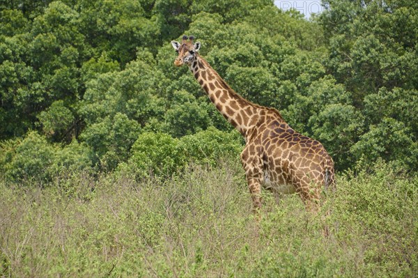 Masai giraffe