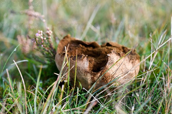 Mosaic puffball