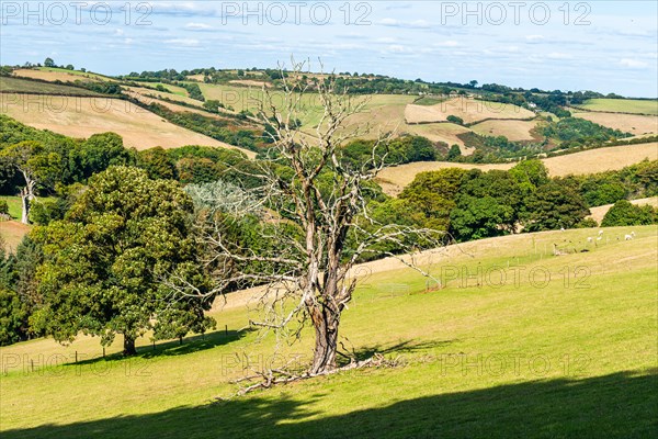 Old Tree on Farms and Fields