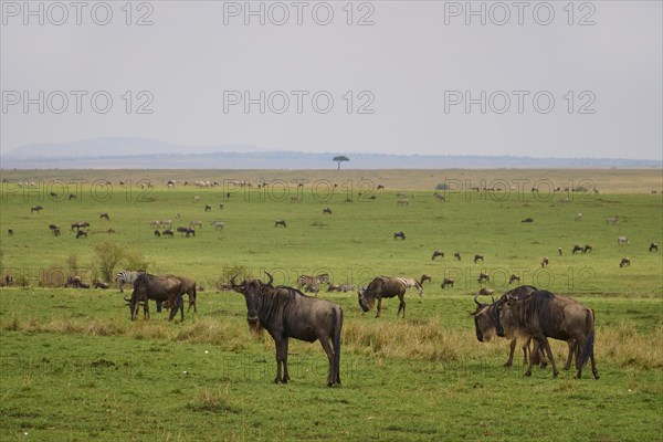 Blue wildebeest