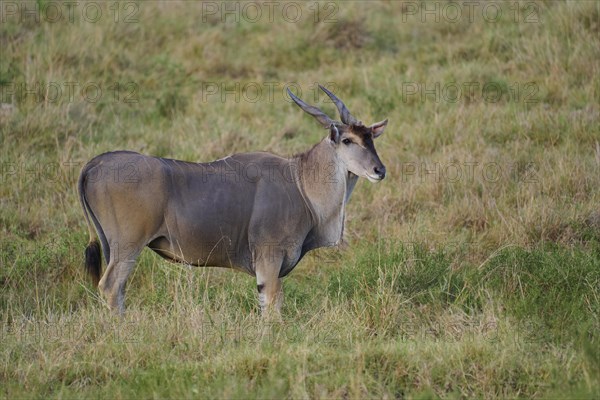 Common eland