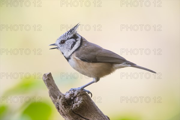 Crested Tit