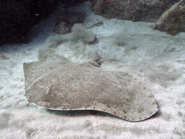 Butterfly ray