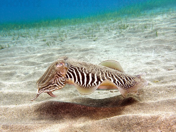 Common cuttlefish