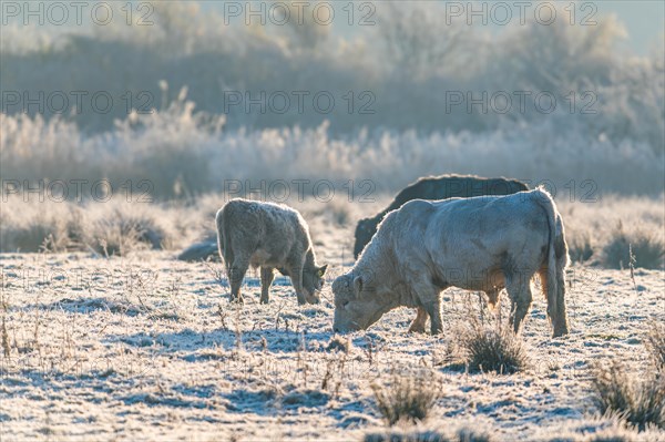 Bulls on Marshes shrouded in frost at sunrise