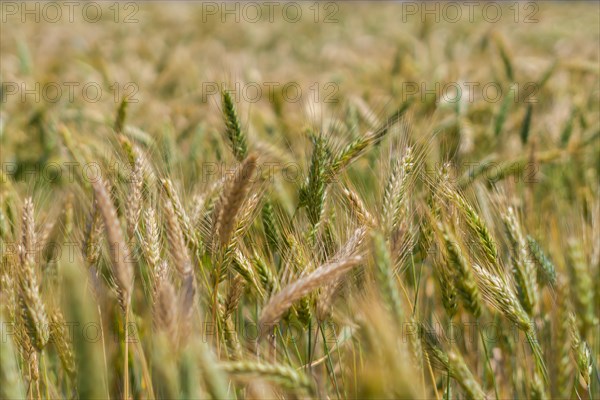 Wheat fields in the sunming organic far