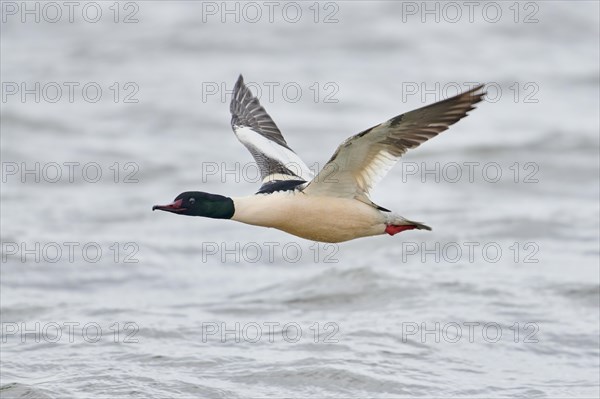 Common merganser