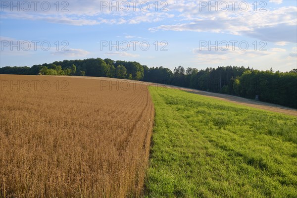 Flax field