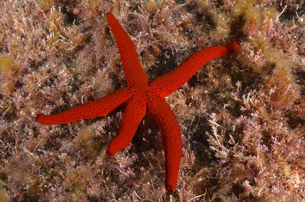 Orange starfish