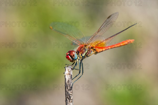 Red Veined Darter