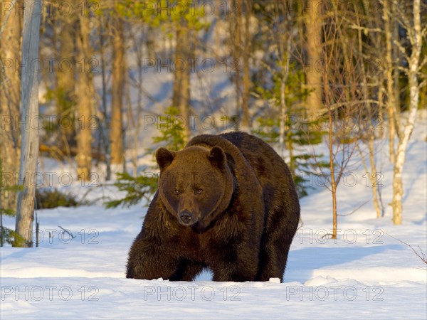 European brown bear