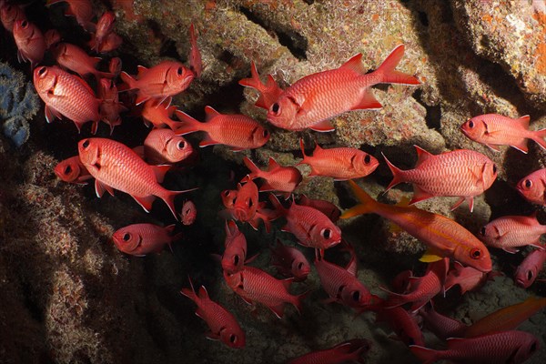 Group of white fringed soldierfish